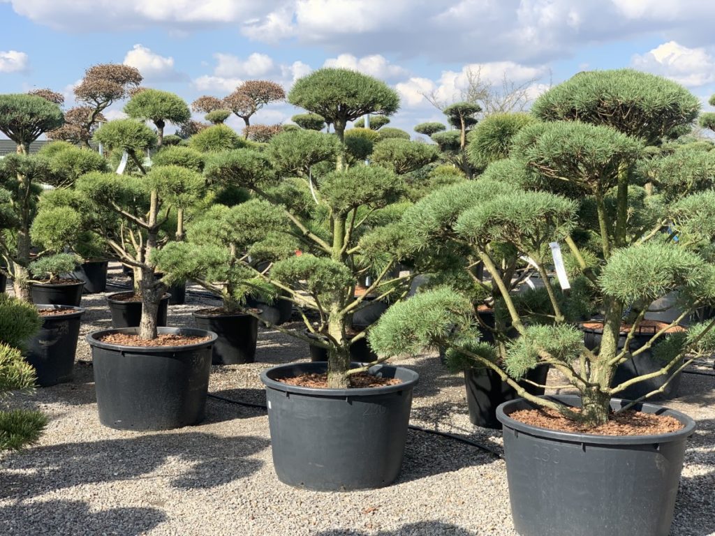 bonsai do ogrodu promocja