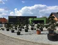 bonsai gliwice rybnik śląsk