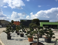 drzewka ogrodowe bonsai gliwice rybnik śląsk