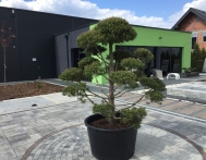 bonsai-ogrodowe-Gliwice-Rybnik_Wilcza-04