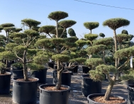 bonsai-ogrodowe-Gliwice-Rybnik_Wilcza-05