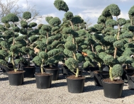 bonsai-ogrodowe-Gliwice-Rybnik_Wilcza-07