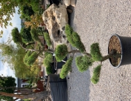 bonsai-ogrodowe-Gliwice-Rybnik_Wilcza-08