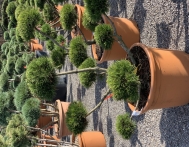 bonsai-ogrodowe-Gliwice-Rybnik_Wilcza-09