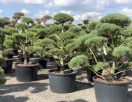 bonsai-ogrodowe-Gliwice-Rybnik_Wilcza-10