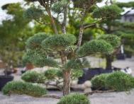 bonsai-ogrodowe-Gliwice-Rybnik_Wilcza-11