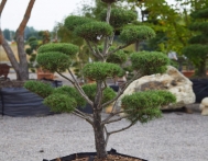 bonsai-ogrodowe-Gliwice-Rybnik_Wilcza-12